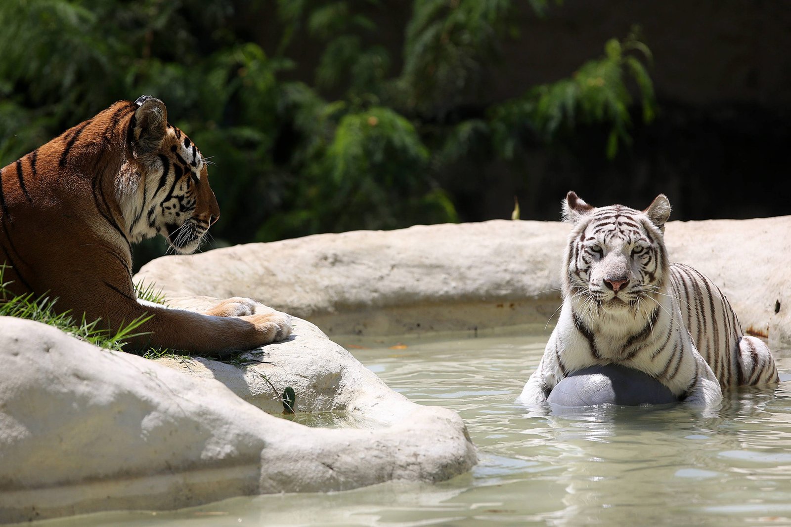 zoo