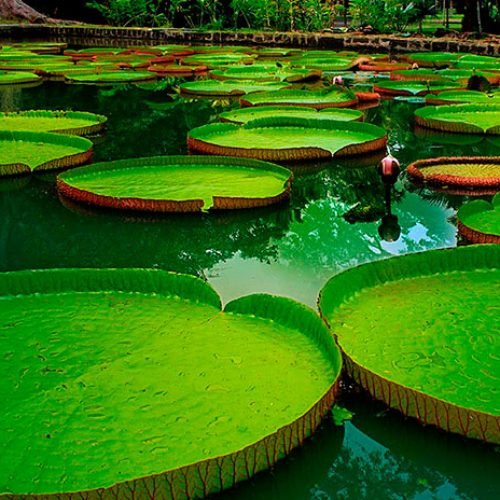 amazonas3
